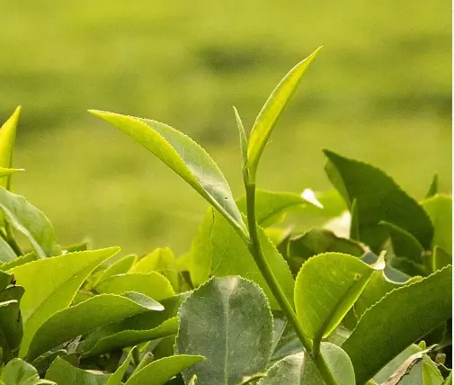 徐汇衡复风貌区红酒雪茄会所漫游地图，从思南公馆到老洋房别墅的历史老建筑都市故事